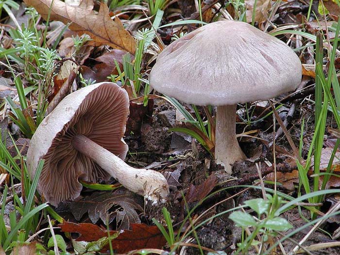 Cortinari nebrodensi (2� gruppo)